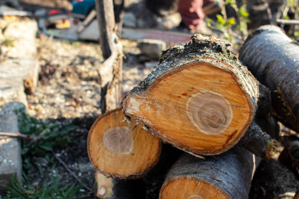 Professional Tree Care in Berkeley, IL